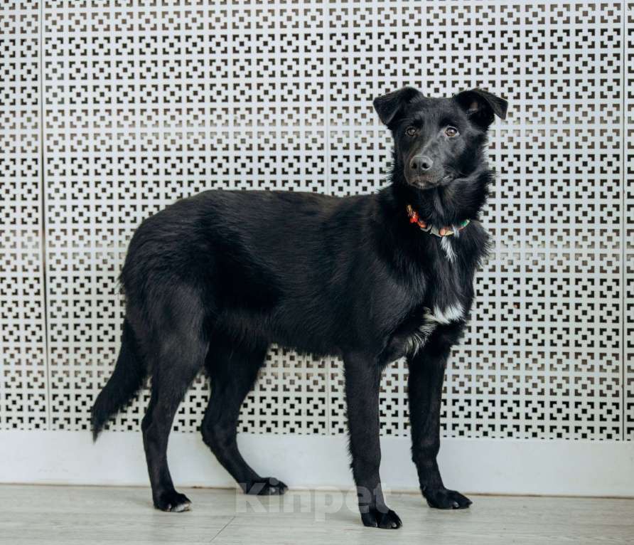 Собаки в Москве: Щенок бесплатно в Москве Девочка, Бесплатно - фото 4