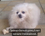Собаки в Сочи: Потерялась собака помогите пожалуйста найти  Девочка, 1 руб. - фото 1