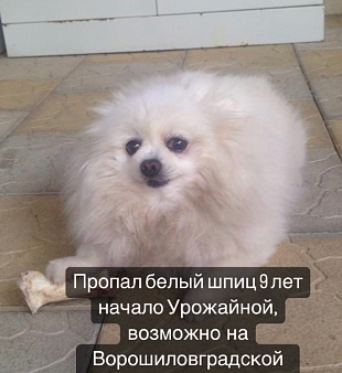 Объявление: Потерялась собака помогите пожалуйста найти , 1 руб., Сочи