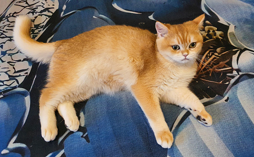 Котенок британская золотая шиншилла