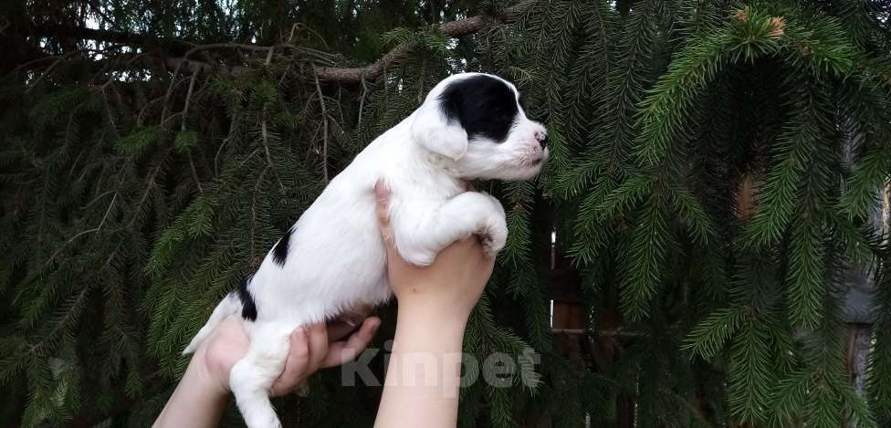 Собаки в Москве: Щенки тибетского терьера  Мальчик, 70 000 руб. - фото 5