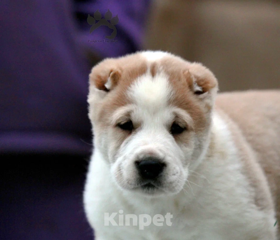 Собаки в других городах Московской области: Алабай - Азиат - САО Мальчик, 40 000 руб. - фото 5
