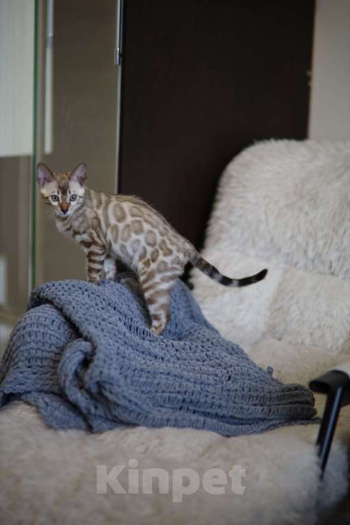 Кошки в Москве: Бенгальский котёнок  Мальчик, 90 000 руб. - фото 2