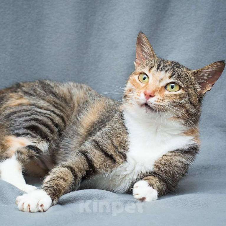 Кошки в Москве: Самая ласковая кошечка Версаче Девочка, Бесплатно - фото 4