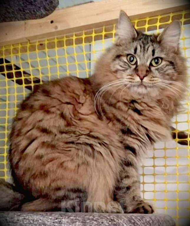 Кошки в Волгограде: Курильский бобтейл Грета  Девочка, 1 000 руб. - фото 1