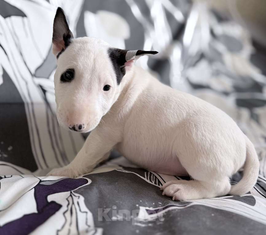 Собаки в Екатеринбурге: Щенки миниатюрного бультерьера Разнополые, 80 000 руб. - фото 6