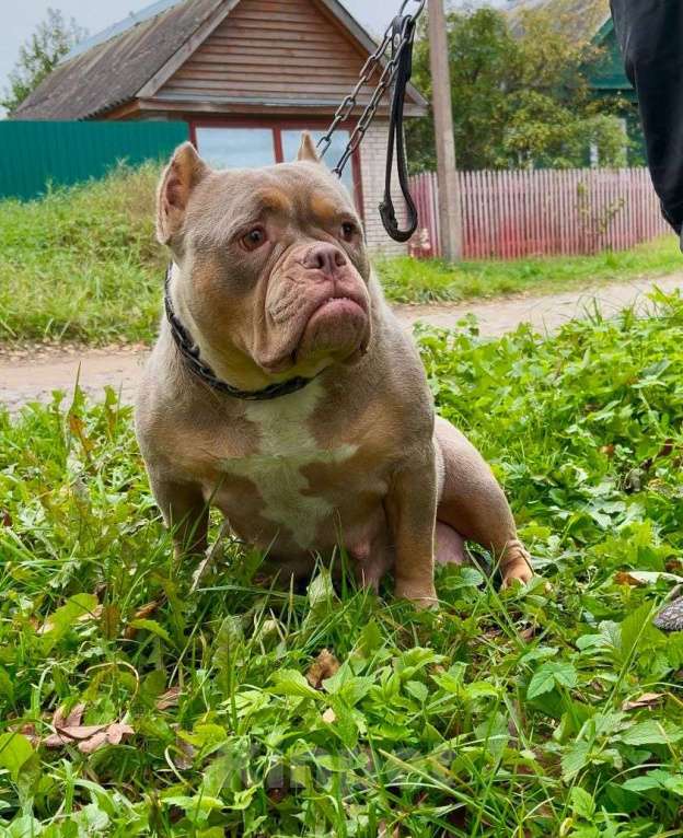 Собаки в других городах Ленинградской области: Отдам добрые и хорошие руки,  Девочка, Бесплатно - фото 1