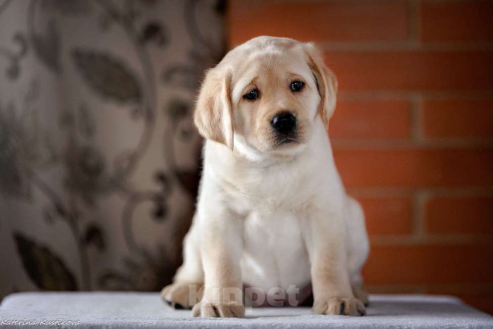 Собаки в Москве: Предлагается яркая девочка лабрадор ретривер Девочка, 150 000 руб. - фото 3