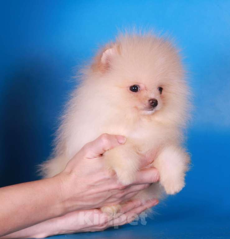 Собаки в Москве: померанский шпиц мини девочка дл души Девочка, 40 000 руб. - фото 6