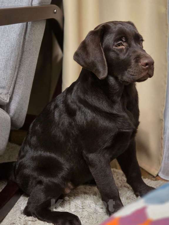 Собаки в Москве: Продам лучшего мальчика из помёта Мальчик, 60 000 руб. - фото 1