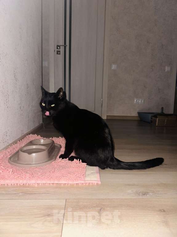 Кошки в Симферополе: Красивая кошка  Девочка, Бесплатно - фото 4