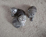 Кошки в Барыше: Вязка шотландский кот, 1 000 руб. - фото 5