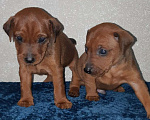 Собаки в Мурманске: щенки цвергпинчера Мальчик, 30 000 руб. - фото 1