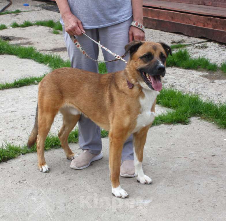 Собаки в Москве: Тоша очень хочет стать домашним Мальчик, Бесплатно - фото 8