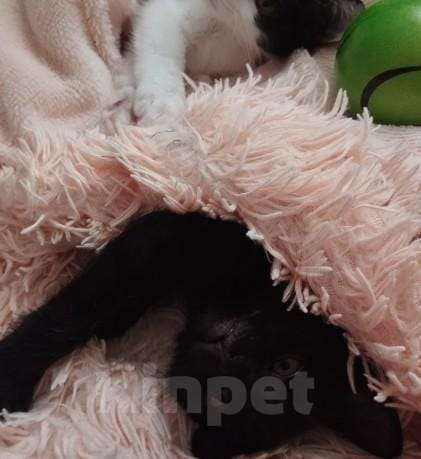 Кошки в Москве: Черный котенок девочка в добрые руки Девочка, Бесплатно - фото 3