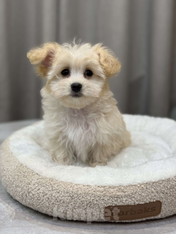 Собаки в Москве: Мальтипу девочка Девочка, Бесплатно - фото 3