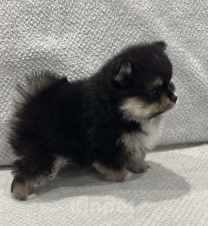 Собаки в Москве: Померанский шпиц мишка  Девочка, 25 000 руб. - фото 2
