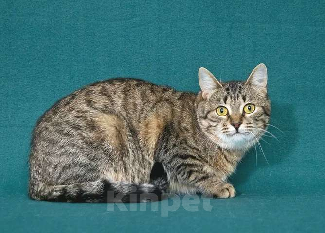 Кошки в Москве: Чудесная кошечка Яблонька ищет дом Девочка, Бесплатно - фото 5