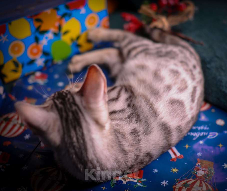 Кошки в Москве: Бенгальский котенок серебро Мальчик, 45 000 руб. - фото 5