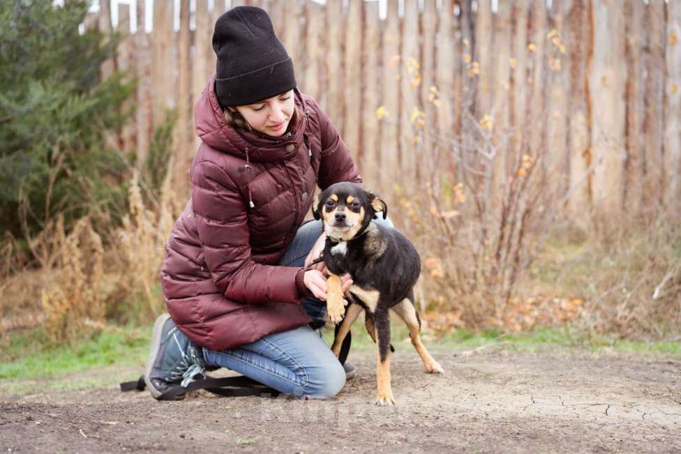 Собаки в Москве: Маленькая собачка из приюта ищет семью. Девочка, Бесплатно - фото 3