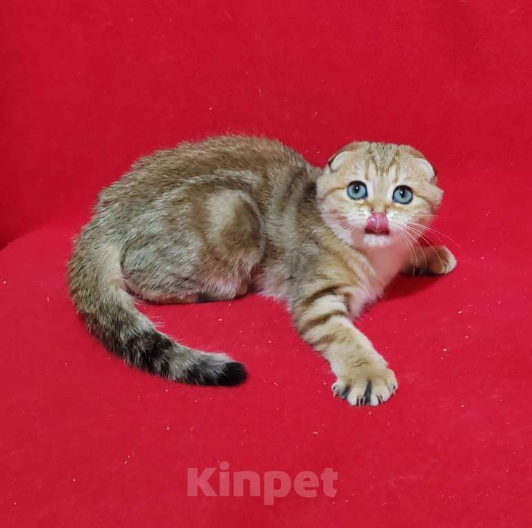 Кошки в Москве: Вислоухая золотая мраморная кошечка Девочка, 10 000 руб. - фото 6