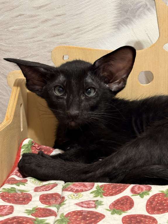 Кошки в Воткинске: Ориентальный котенок Мальчик, 45 000 руб. - фото 2