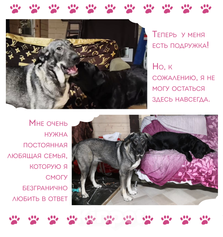 Собаки в Санкт-Петербурге: Собака-антистресс Пеппер ищет дом Девочка, Бесплатно - фото 3