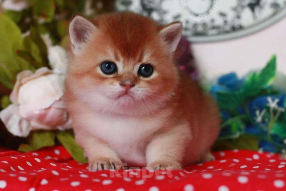 Кошки в Москве: Золотой котик Мальчик, 25 000 руб. - фото 1