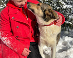 Собаки в Москве: Эрни 1,5 года  Метис хаски и лайки Мальчик, 10 руб. - фото 4
