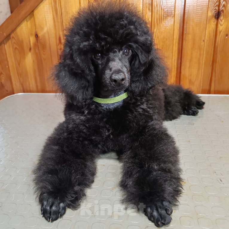 Собаки в Новосибирске: Пудель щенок Мальчик, 70 руб. - фото 1