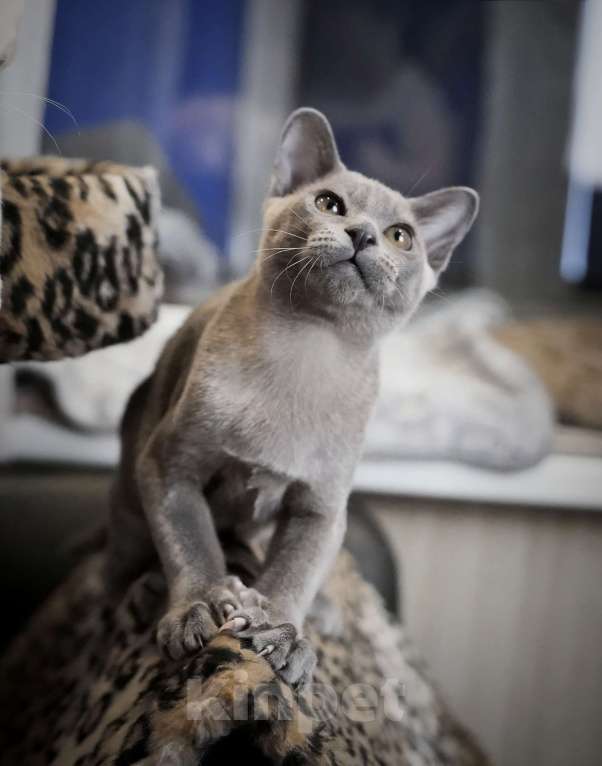 Кошки в Подольске: Бурманский Котенок Мальчик, 45 000 руб. - фото 1