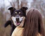 Собаки в Москве: Бывшедомашний пёсик в поисках нового дома Мальчик, Бесплатно - фото 7