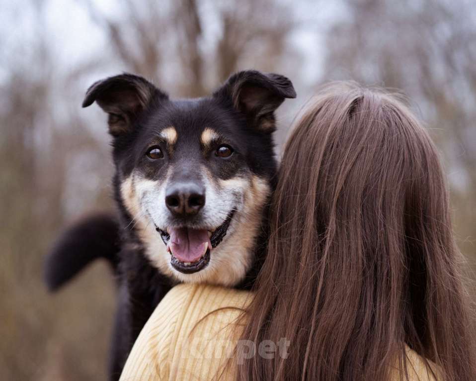 Собаки в Москве: Бывшедомашний пёсик в поисках нового дома Мальчик, Бесплатно - фото 7