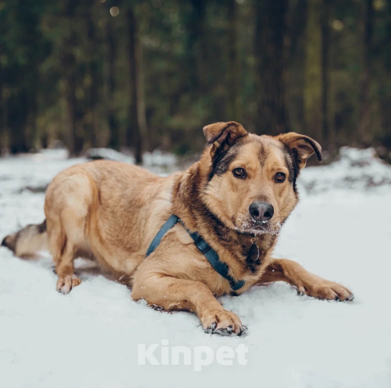 Собаки в Балашихе: Энергичный Купер ждёт свою семью Мальчик, 100 руб. - фото 3