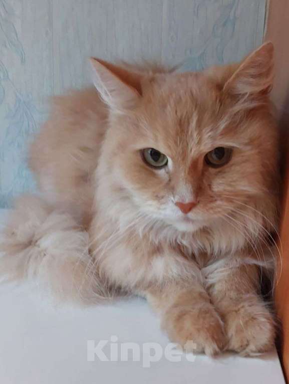 Кошки в Долгопрудном: Сиротинушка Тимка ждёт свою семью Мальчик, Бесплатно - фото 3