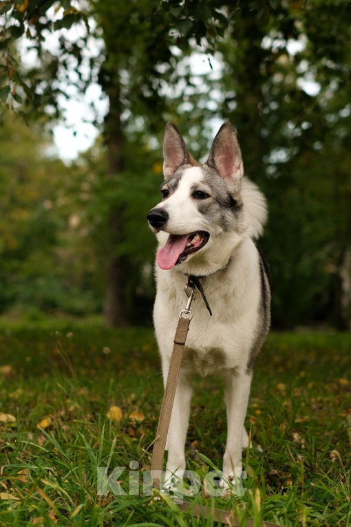 Собаки в Санкт-Петербурге: Рея из приюта в добрые руки Девочка, Бесплатно - фото 5