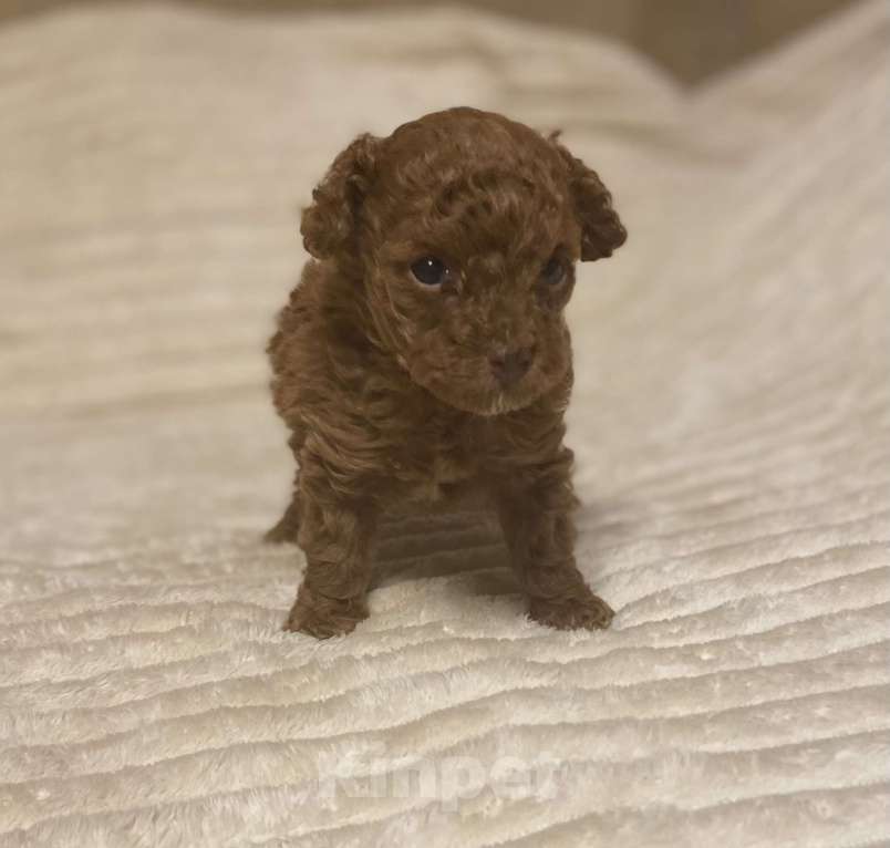 Собаки в Санкт-Петербурге: Очаровательная малышка той пудель девочка ред Браун  Девочка, Бесплатно - фото 2