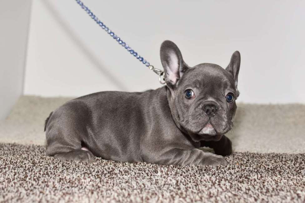 Собаки в Москве: Голубая девочка Девочка, 75 000 руб. - фото 8