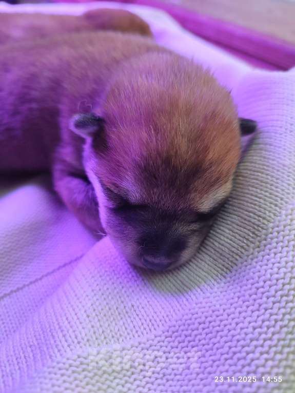 Собаки в Санкт-Петербурге: Сиба девочка Мальчик, 80 000 руб. - фото 3