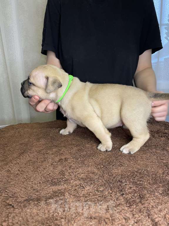 Собаки в Воронеже: Американский булли щенки Разнополые, 130 руб. - фото 6