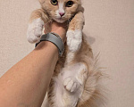 Кошки в Москве: Котенок Лир ищет дом Мальчик, Бесплатно - фото 2