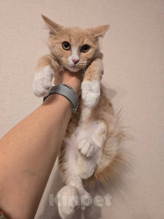 Кошки в Москве: Котенок Лир ищет дом Мальчик, Бесплатно - фото 2