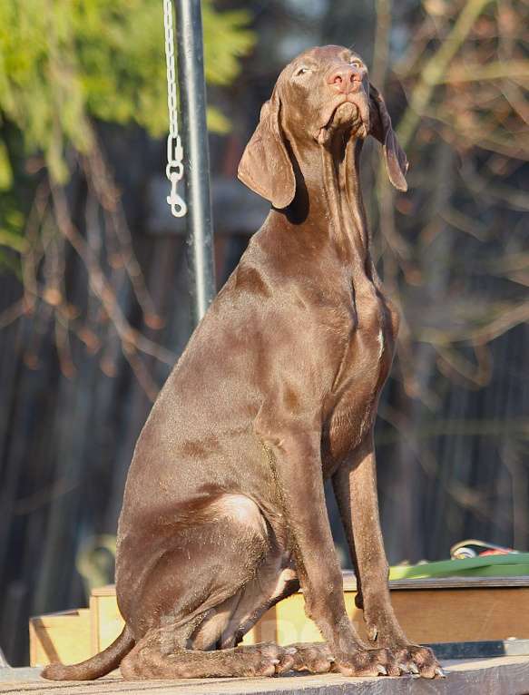 Собаки в других городах Московской области: Щенок  курцхаар Мальчик, 150 000 руб. - фото 8