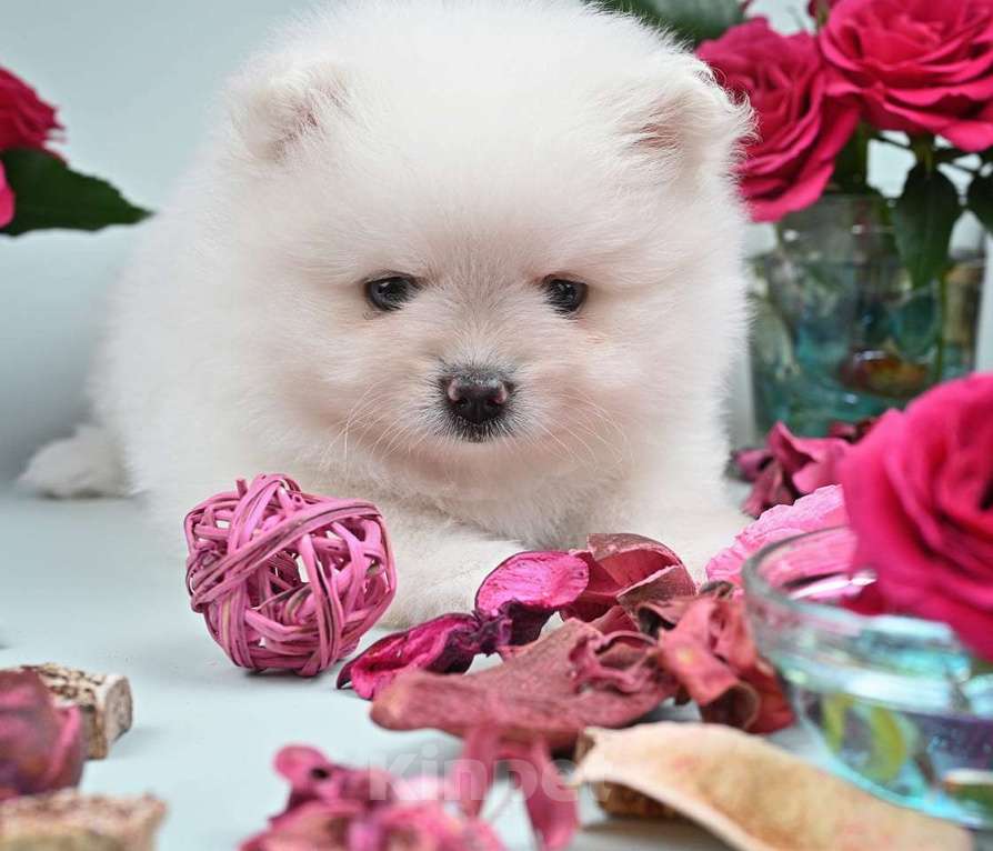 Собаки в Нижнем Новгороде: Щенок шпица Мальчик, 40 000 руб. - фото 3