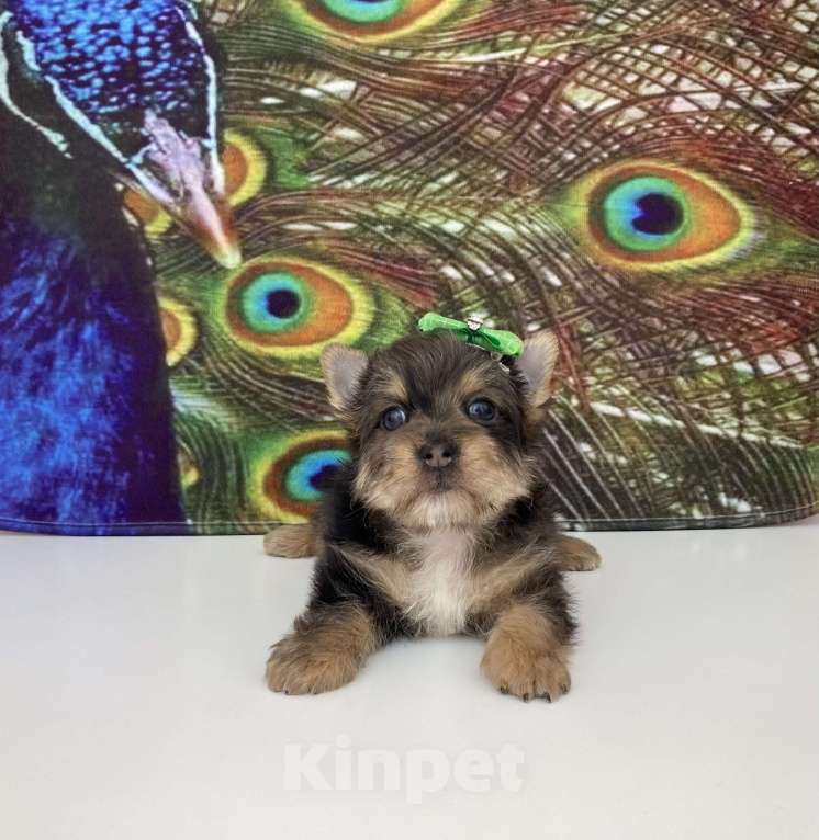 Собаки в Москве: Мраморный йорк крупный мальчик голубоглазый Мальчик, 60 000 руб. - фото 3