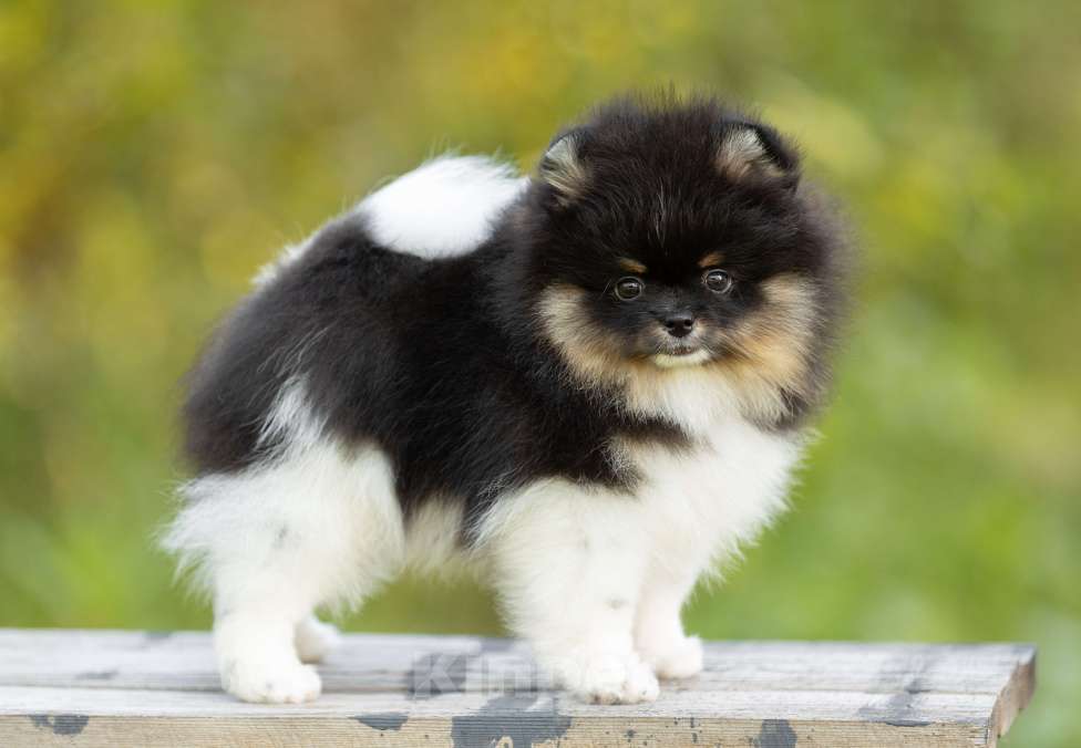 Собаки в Пушкино: Щенок триколор Мальчик, 110 000 руб. - фото 2