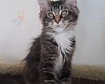 Кошки в Москве: Котенок мейн-кун Девочка, 25 000 руб. - фото 1