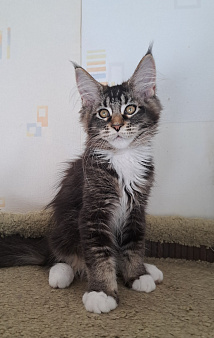 Котенок мейн-кун