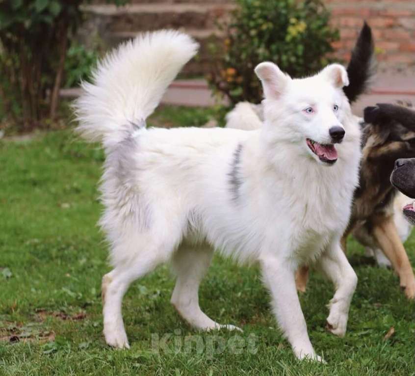 Собаки в других городах Московской области: Красивый белоснежный пес в добрые руки бесплатно Мальчик, Бесплатно - фото 4