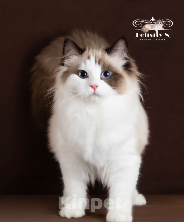 Кошки в Московском: Котята РЭГДОЛЛ Девочка, 130 000 руб. - фото 5